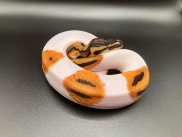 1.0 OD YB Pied ball python regius te koop beschikbaar voor biedingen