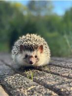 Witbuikegel Pumba zoekt nieuw huisje (met alles erbij), Dieren en Toebehoren, Overige Dieren, Januari, Mannelijk