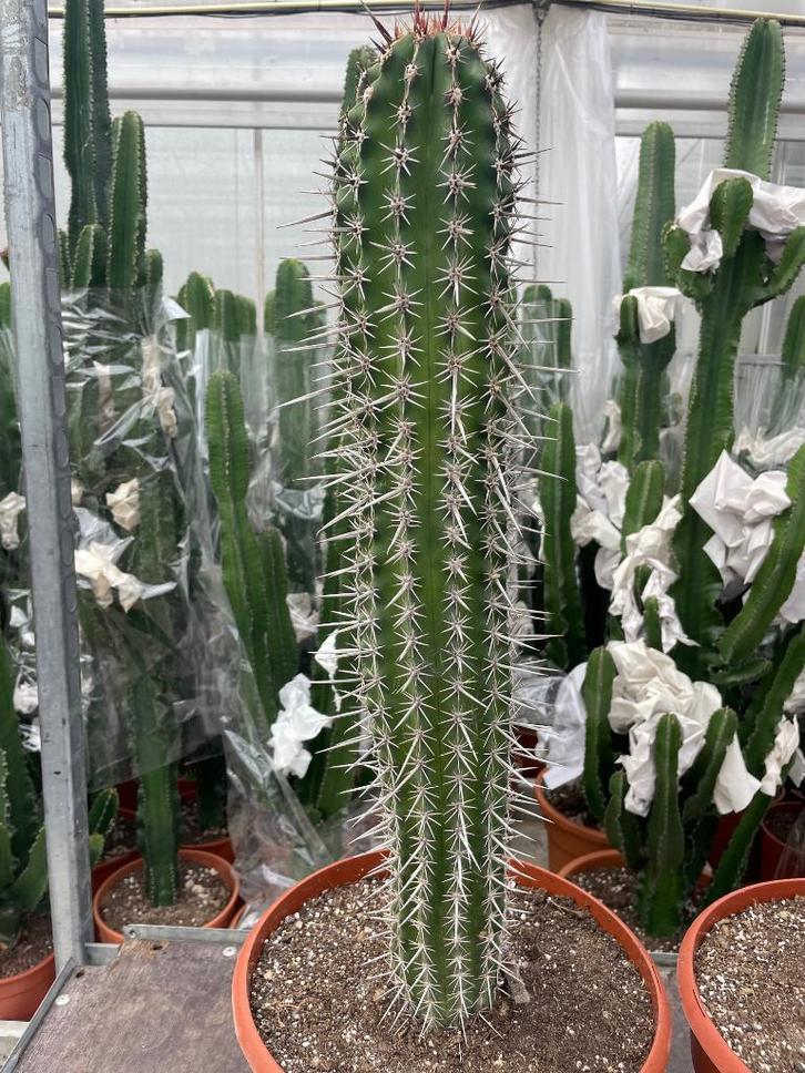 Cactus Pachycereus Pecten-Aboriginum potmaat 30 cm., Huis en Inrichting, Kamerplanten, Cactus, Minder dan 100 cm, Bloeiende kamerplant
