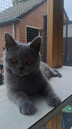 Prachtige raszuivere blauwe britse korthaar poesje, Dieren en Toebehoren, Katten en Kittens | Raskatten | Korthaar, Poes
