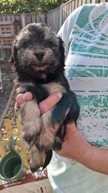  Wij hebben allemaal een lief baasje gekregen 🥰🥰 beschikbaar voor biedingen