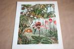 2 antieke kleurenlitho's - Diverse orchideeën - Ca 1900, Antiek en Kunst, Ophalen of Verzenden