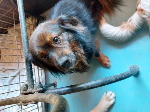 Picky zoekt een baasje!, Dieren en Toebehoren, Honden | Niet-rashonden, Klein, Reu, Handelaar, Eén hond, Buitenland, 3 tot 5 jaar