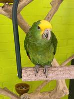 Tamme baby dubbele geelkop amazones Magna, Meerdere dieren, Papegaai, Geringd