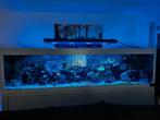 (Zee)aqurium 3 meter lang incl kast!, Dieren en Toebehoren, Vissen | Aquaria en Toebehoren, Ophalen, Gebruikt, Leeg aquarium
