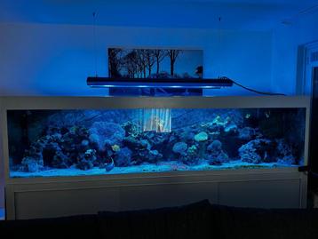 (Zee)aqurium 3 meter lang incl kast! beschikbaar voor biedingen