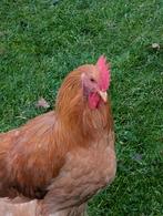 Orpintons, Dieren en Toebehoren, Pluimvee, Meerdere dieren, Kip