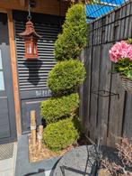 Spiraal conifeer, Tuin en Terras, Planten | Bomen, Ophalen, Bloeit niet, Halfschaduw, Overige soorten