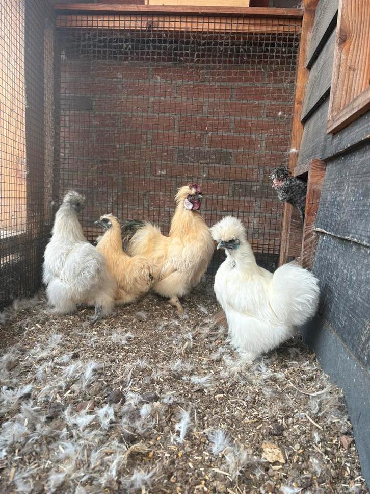Zijdehoen kriel hennen te koop, Dieren en Toebehoren, Pluimvee, Kip, Vrouwelijk