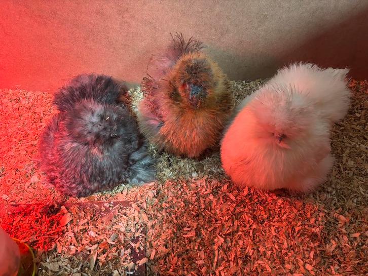 Broedeieren Zijdehoender USA, Dieren en Toebehoren, Pluimvee, Kip, Meerdere dieren