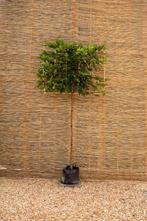 Haagbeuk leiboom, Bloeit niet, Leiboom, 250 tot 400 cm, Ophalen