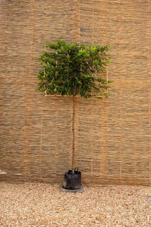 Haagbeuk leiboom, Tuin en Terras, Planten | Bomen, Leiboom, 250 tot 400 cm, Volle zon, Bloeit niet, In pot, Ophalen