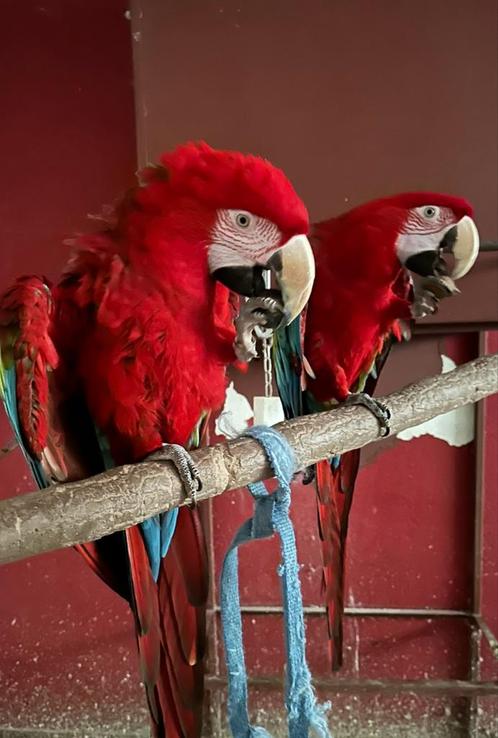 2 groenvleugel ara, Dieren en Toebehoren, Vogels | Parkieten en Papegaaien, Papegaai, Mannelijk, Geringd