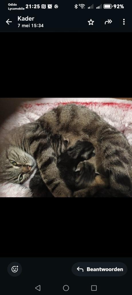 Gratis af te halen, Dieren en Toebehoren, Katten en Kittens | Overige Katten, Kortharig, Poes, 3 tot 5 jaar