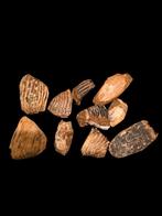 Groot lot van 10 mammoet kiezen uit de noorzee., Ophalen of Verzenden, Fossiel