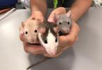 Tamme rat | Silvermane | Mink | Dumbo | Kleur | Rat | Ratten, Dieren en Toebehoren, Meerdere dieren, Tam, Rat