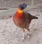 Temminck tragopaan - tragopan - tragopanen broed 2025, Meerdere dieren, Overige soorten