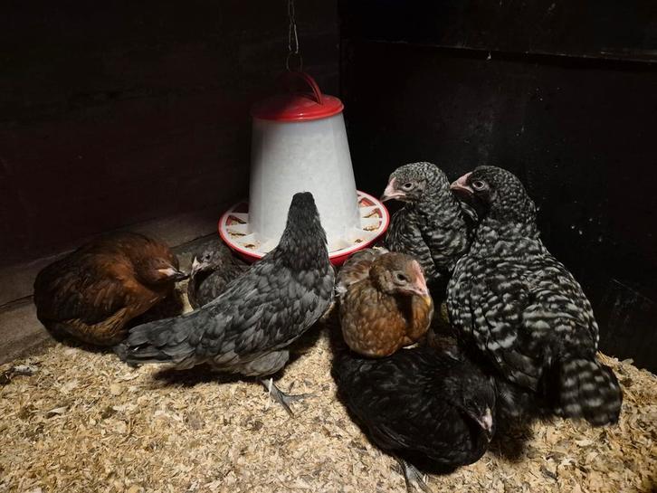 Laatste kleurlegger kuikens, Dieren en Toebehoren, Pluimvee, Kip, Vrouwelijk