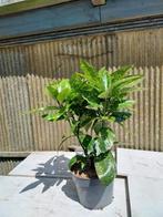 Aucuba jap. Variegata, Tuin en Terras, Planten | Struiken en Hagen, Ophalen, Minder dan 100 cm