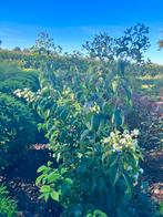 Heptacodium zevenzonenboom meerstam leverbaar tot 250 cm., Ophalen of Verzenden, Overige soorten, Struik, 100 tot 250 cm