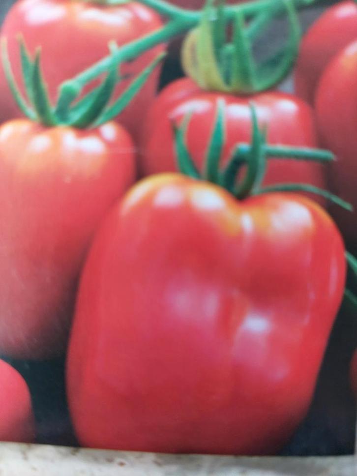 zaden Tomaat San Marzano, Tuin en Terras, Bloembollen en Zaden, Zaad, Voorjaar, Volle zon, Verzenden