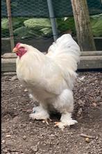 Brahma haan, Dieren en Toebehoren, Pluimvee, Mannelijk, Kip