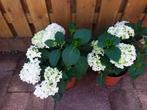 2 Hortensia's - Prachtige Bloemen!, Tuin en Terras, Planten | Tuinplanten, Overige soorten, Vaste plant, Ophalen of Verzenden