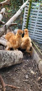 Zijdehoen kriel koppel zijdehoender hen en haan, Dieren en Toebehoren, Pluimvee, Vrouwelijk, Kip