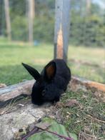Dwerg konijntje, Dieren en Toebehoren, Konijnen, Meerdere dieren, Dwerg, Hangoor, 0 tot 2 jaar