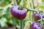 Tomatenplanten,en groentenplanten,en speciale boomtomaat., Zomer, Ophalen, Groenteplanten, Eenjarig