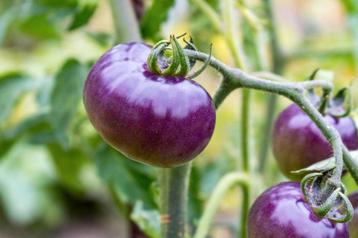 Tomatenplanten,en groentenplanten,en speciale boomtomaat.