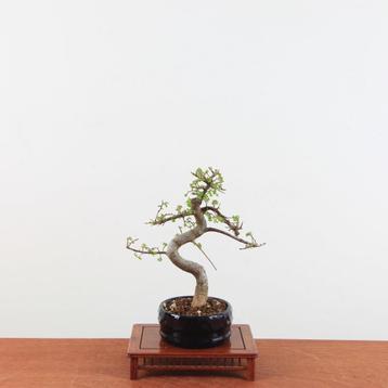 Bonsai Ulmus 'Chinese iep'