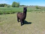 Te koop span alpaca 1 jaar oud, Meerdere dieren, Voor 1 juli 2024