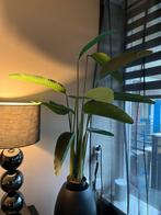 Kunstplant Strelitzia Nicolai - 170 cm, Overige soorten, In pot, 150 tot 200 cm, Groene kamerplant
