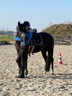 prachte zwarte 6 jr D merrie L2 dressuur, Dieren en Toebehoren, Pony's, Merrie, L, Dressuurpony, 3 tot 6 jaar