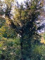 Taxus boom ca 4,5 meter, Tuin en Terras, Planten | Bomen, Ophalen, Bloeit niet, Halfschaduw, Overige soorten