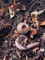 2 atopochetus caudulanus miljoenpoten, Overige soorten