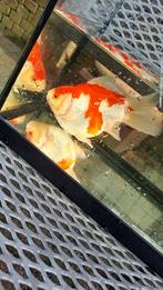 Tamasaba goudvis, Goudvis(sen)