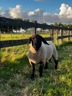 Suffolk ram, Dieren en Toebehoren, Schapen, Geiten en Varkens, Mannelijk, Schaap, 0 tot 2 jaar
