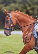 Ervaren ruiter gezocht voor talentvolle en knappe sportpony, Dieren en Toebehoren, Merrie, Dressuurpaard