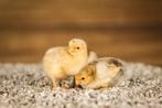 Wyandotte kriel kippenkuikens | Gesekst en Ingeënt, Dieren en Toebehoren, Pluimvee, Vrouwelijk, Kip