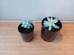 Vetplantjes set 8 -10cm, Ophalen, Vetplant, Halfschaduw, In pot