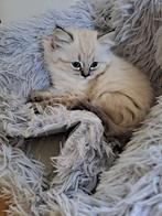Ragdoll seal kittens 🩷, Dieren en Toebehoren, Katten en Kittens | Raskatten | Langhaar, Poes, Ontwormd, 0 tot 2 jaar