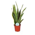 Sansevieria Laurentii, Minder dan 100 cm, Ficus, Halfschaduw, Verzenden