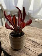 Kalanchoe Firefox, Ophalen, Minder dan 100 cm