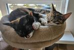 2 lieve kitten zusjes zoeken samen een huisje, Poes, Kortharig, 0 tot 2 jaar