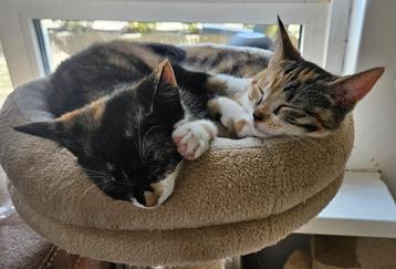 2 lieve kitten zusjes zoeken samen een huisje beschikbaar voor biedingen