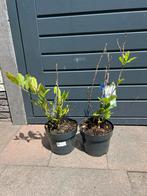 Magnolia, Ophalen, Volle zon, Overige soorten