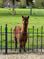 Te koop prachtige bruine alpaca hengst