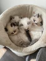 Ragdoll kittens met stamboom laatste ⏰, 0 tot 2 jaar, Kater, Gechipt